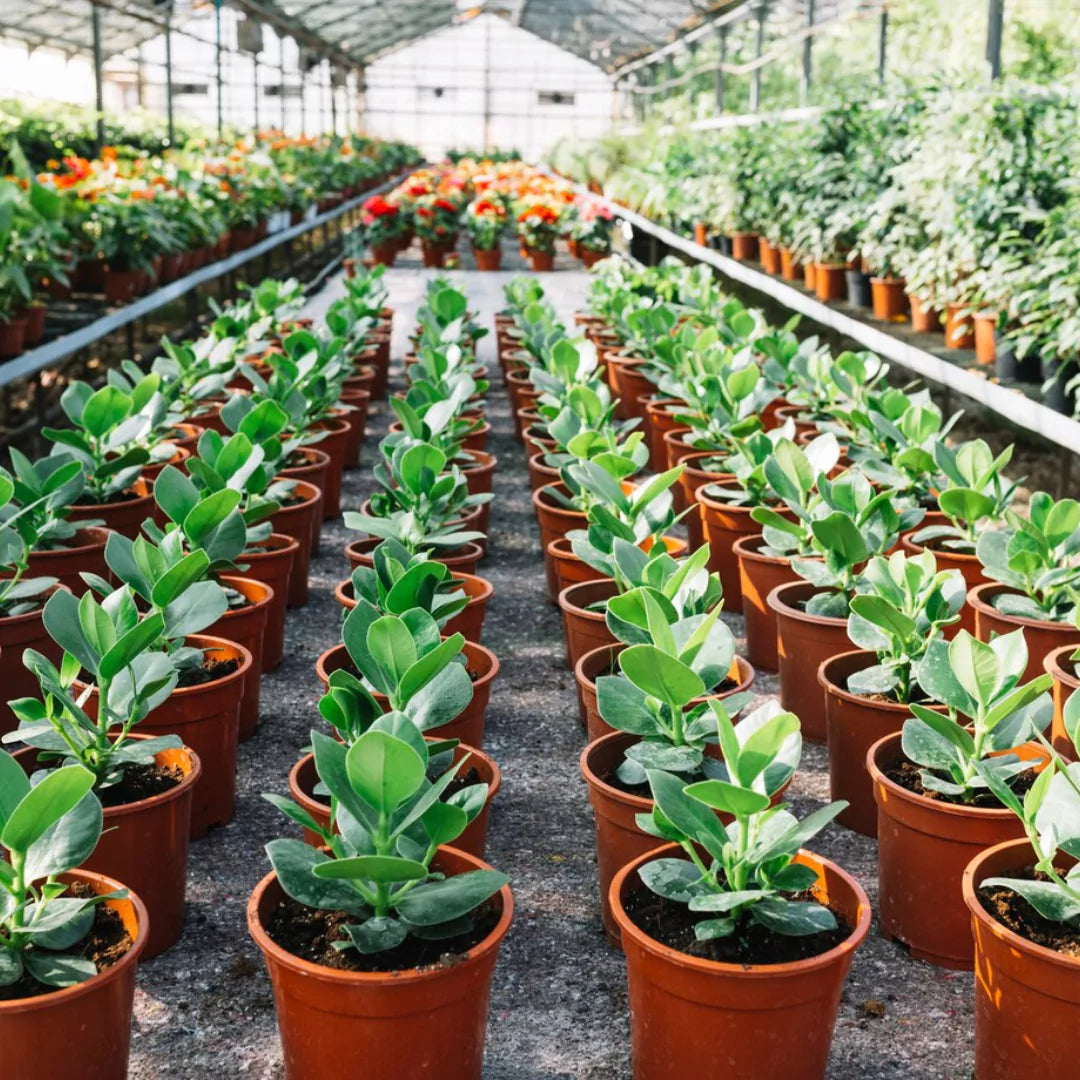 Maintain ideal greenhouse climate using Tempcube temperature monitor.